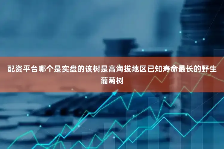配资平台哪个是实盘的该树是高海拔地区已知寿命最长的野生葡萄树